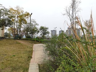 城郊小径旁的绿植景观