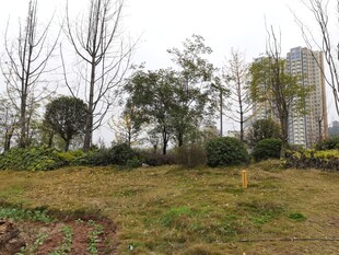 城郊草地树木景观