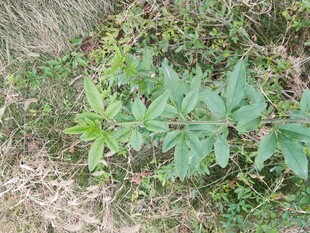 野外生长的绿色植物