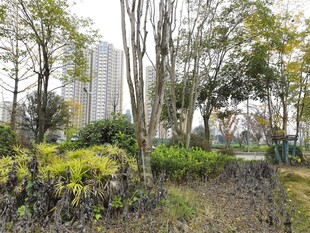 城市中的绿植景观角落