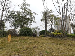 户外草地树木景观