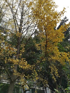 秋日黄叶树木景致