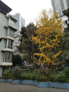 小区内金黄银杏树景