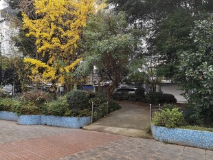 路边黄花树与绿植景观