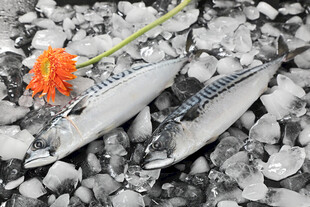 双色鱼饵配橙色钓饵