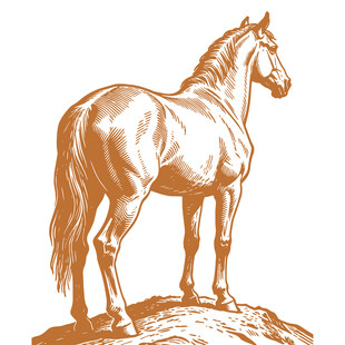 站立于石上的俊逸骏马