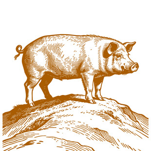 站立的猪插画