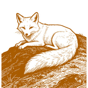 卧于石上的优雅白狐