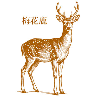 手绘梅花鹿形象展示