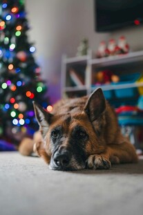 圣诞氛围下趴着的可爱狗狗