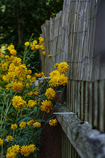 木栅栏旁盛放的黄色花卉