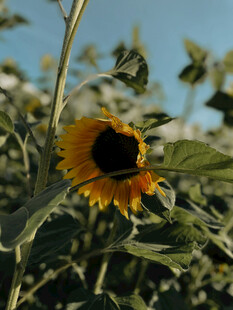 阳光下的向日葵