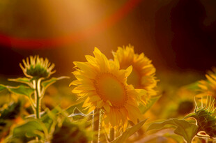 阳光下的灿烂向日葵