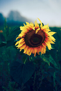 阳光下的灿烂向日葵