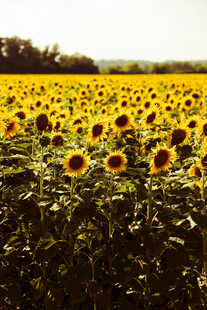 金色向日葵花海美景