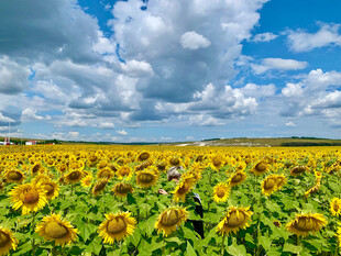 向日葵花海 蓝天白云美景