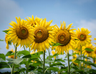 向日葵花海 绽放的灿烂