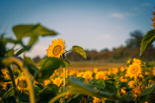 金色向日葵田的美丽风光
