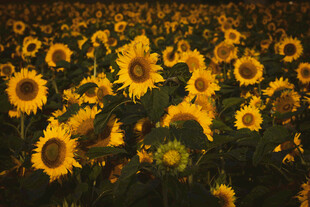 向日葵花海绽放