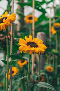 金黄灿烂的向日葵绽放