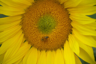 向日葵上的蜜蜂