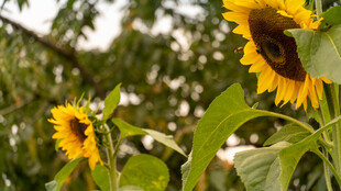 阳光下的向日葵绽放