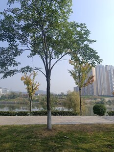 城市公园中的绿树景观