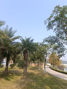 户外绿树成荫的休闲小径