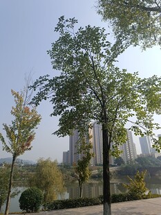 城市中葱郁的绿树景观