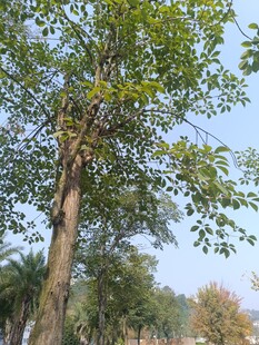 阳光下的葱郁大树