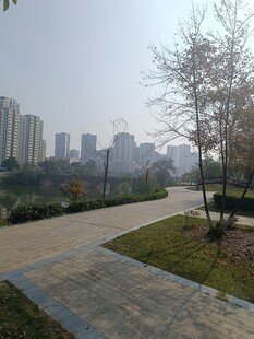 城市中的宁静小路景观