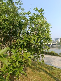 河畔绿树成荫的清新景致