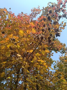 秋日斑斓树叶美景