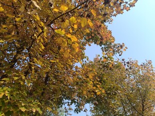 秋日金黄树叶与蓝天