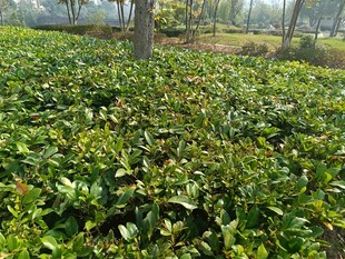 绿意盎然的繁茂灌木丛