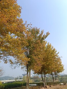 秋日金黄树木风景图