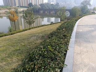 城市河畔绿化带景观