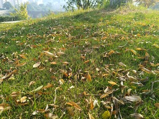 秋日草地落叶景致