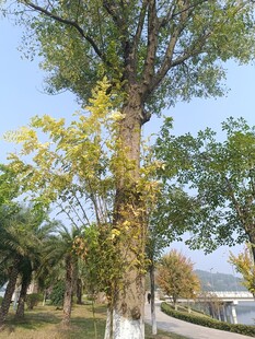 秋日公园树木风景