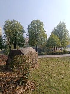 户外草地旁的树木与巨石