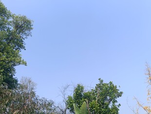 蓝天绿树风景图