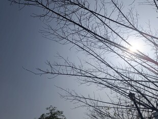 冬日树枝映着明亮日光