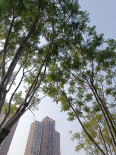 城市中林立树木与高楼