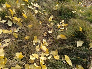 秋日落叶铺就的草地