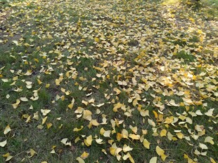 秋日草地落叶美景