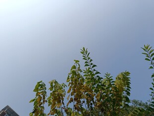 蓝天映衬下的葱郁树梢