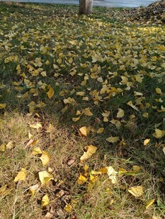 秋日银杏落叶铺满草地