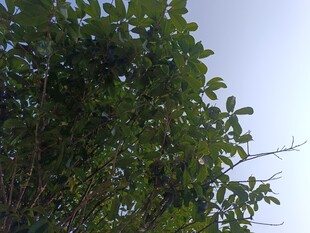 繁茂绿树映衬晴朗天空