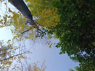 仰视秋日树木与蓝天