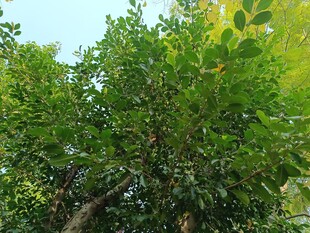 茂盛绿树展现自然生机